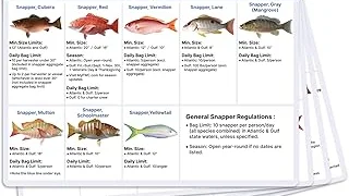 Best 5 Trout Fishing Gear List